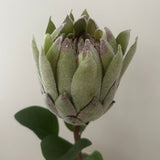 Kunstig Protea - Grøn