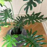Philodendron