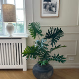 Philodendron