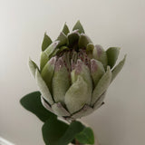 Kunstig Protea - Grøn