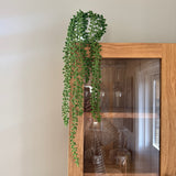 Kunstig hængeplante succulent