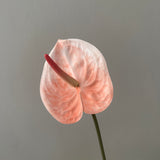 Kunstig Anthurium - Lyserød