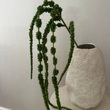 Amaranthus caudatus