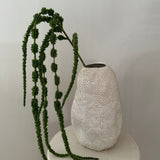 Amaranthus caudatus