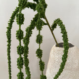Amaranthus caudatus