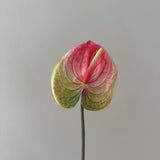 Kunstig Anthurium - Lyserød