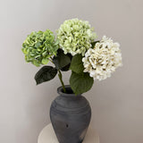 Hortensia Belle - Lightgreen