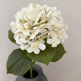 Hortensia Belle - Ivory