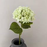 Hortensia Belle - Lightgreen
