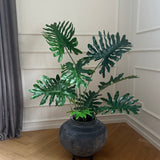 Philodendron