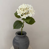 Hortensia Belle - Ivory