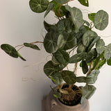 Kunstig Stephania plante (55 cm)