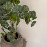 Kunstig Stephania plante (55 cm)