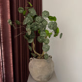 Kunstig Stephania plante (55 cm)