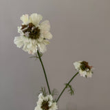 Kunstig Scabiosa - Hvid