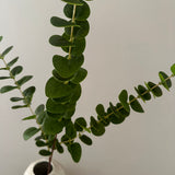 Kunstig Eucalyptus