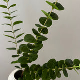 Kunstig Eucalyptus