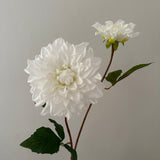 Dahlia 2 heads