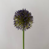 Kunstig Allium Curl - Dyb lilla