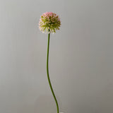Kunstig Allium Curl - Lyserød