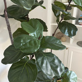 Fiddle fig 180 cm