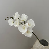 Orchid