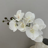 Orchid