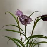 Kunstig klokkeblomst (30 cm) - LIlla