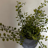 Kunstig Muehlenbeckia (25 cm)