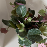 Kunstig senecis plante (23 cm)