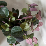 Kunstig senecis plante (23 cm)