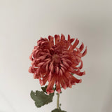 Kunstig Chrysanthemum - Caramel