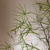 Kunstigt kærlighedstræ med stjerneblade (220 cm)