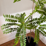 Kunstigt Acacia træ (150 cm)