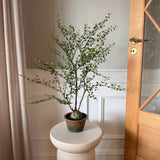 Kunstig Muehlenbeckia i krukke (86 cm)