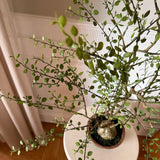 Kunstig Muehlenbeckia i krukke (86 cm)
