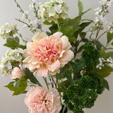 Carnation
