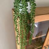 Kunstig hængeplante succulent