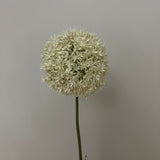 Kunstig Allium - Hvid