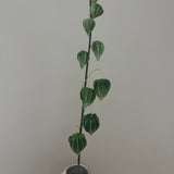 Chrysanthemen