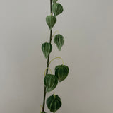 Chrysanthemen