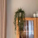 Kunstig hænge Rhipsalis (50 cm)