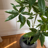 Kunstigt Pachira træ (120 cm)
