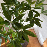 Kunstigt Pachira træ (120 cm)