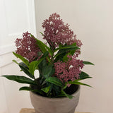 Kunstig Skimmia plante - Bordeaux