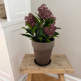 Kunstig Skimmia plante - Bordeaux