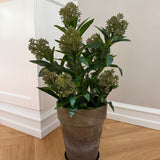 Kunstig Skimmia plante (55 cm)
