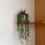 Kunstig hænge Rhipsalis (50 cm)