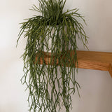 Kunstig hænge Rhipsalis (50 cm)
