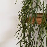 Kunstig hænge Rhipsalis (50 cm)